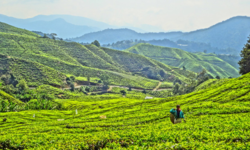 srilankan-tea