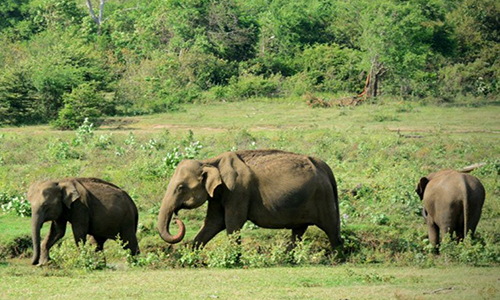 udawalawe-national-park