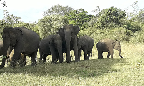 yaala-national-park2